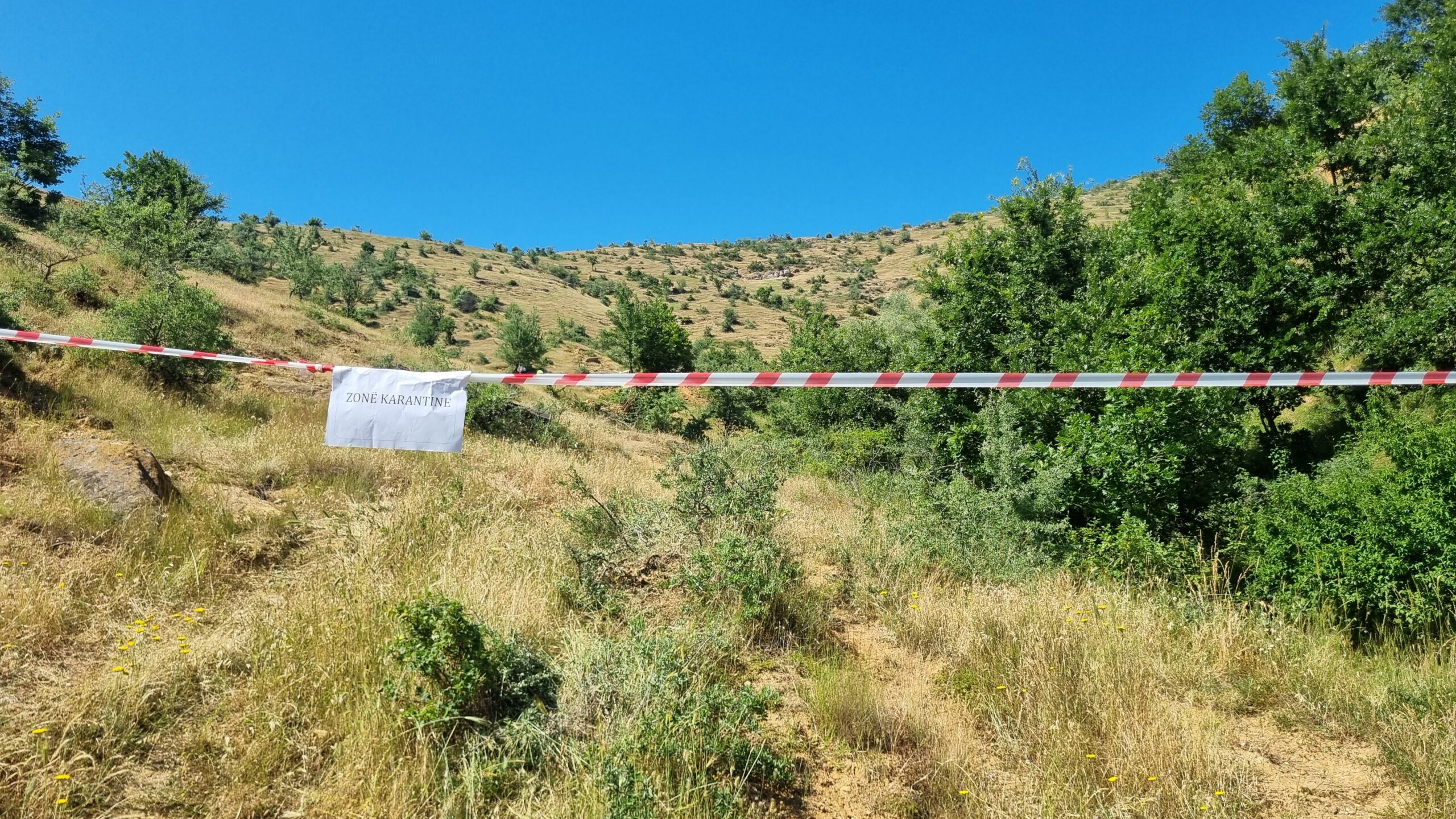 Rasti i parë i murtajës së deleve dhe dhive në Maliq, ndërhyjnë autoritetet në fshatin Shkozë