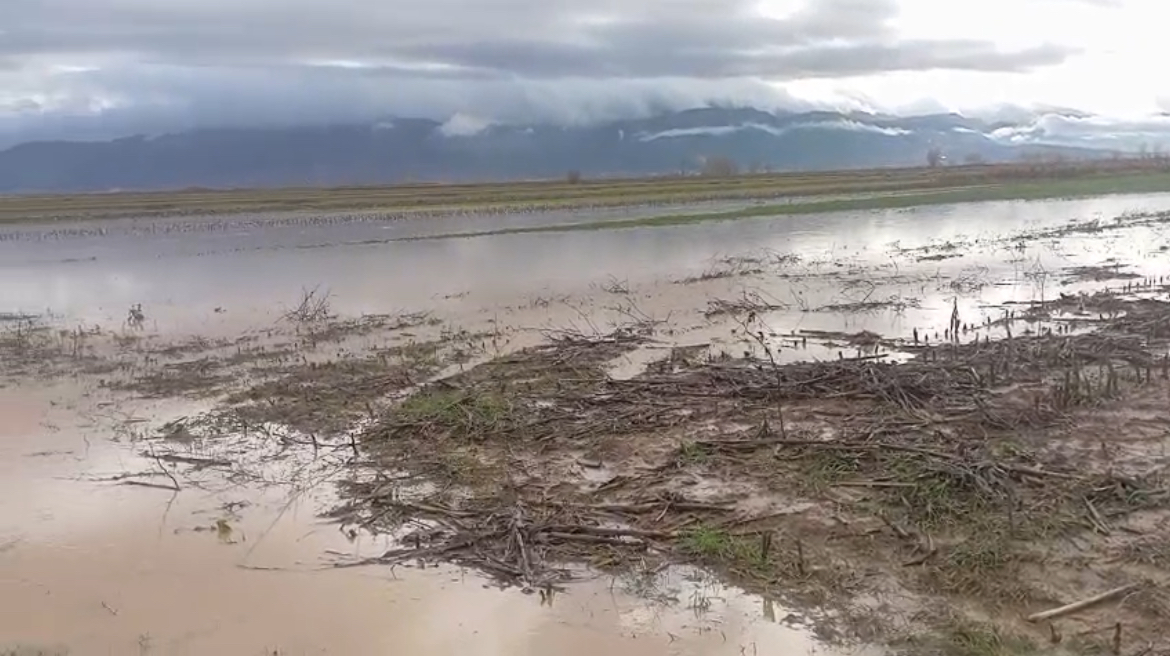 Demtohen parcela te mbjella me spinaq, fermeri nga maliqi humbet prodhimin Demtohen parcela te mbjella me spinaq, fermeri nga maliqi humbet prodhimin